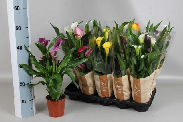 <h4>ZANT GEM 6 KL</h4>