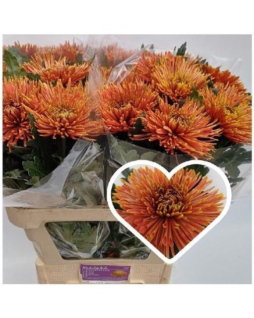 <h4>CHR G SPIDER CUIVRE</h4>