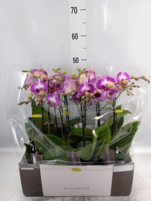 <h4>Phalaenopsis multi.   ...yellow</h4>