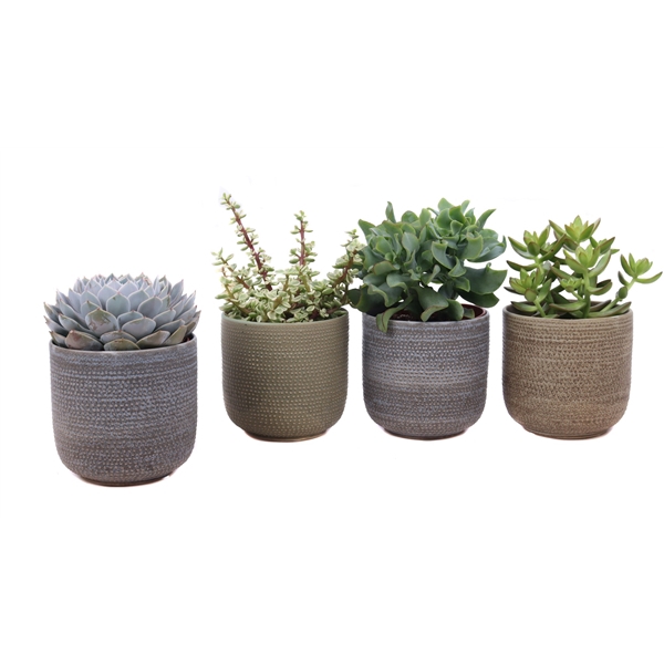 <h4>Succulent mix 12 cm in keramieke pot "Amadora"</h4>