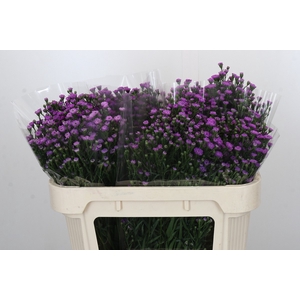 Aster Baby Pink