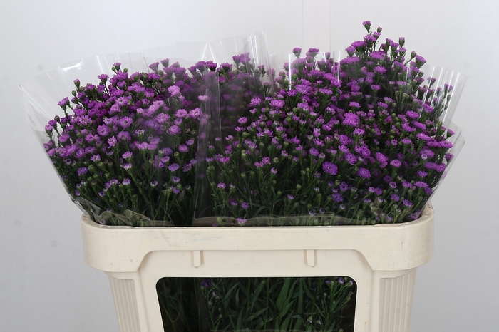 Aster Baby Pink