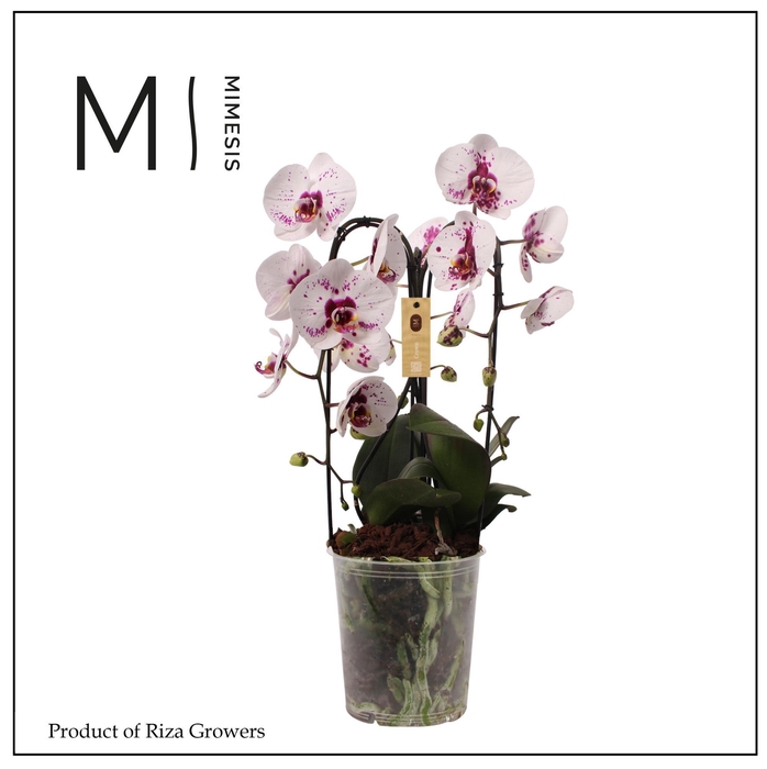 <h4>Phalaenopsis Crown White Special 3 spike - 21cm | Mimesis</h4>