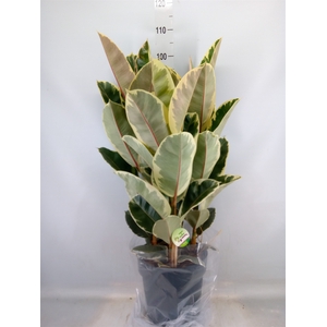 Ficus elastica 'Tineke'