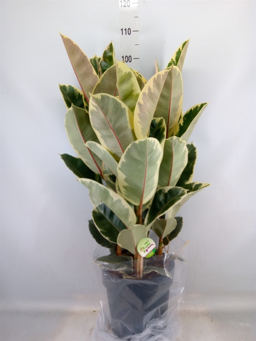 <h4>Ficus elastica 'Tineke'</h4>