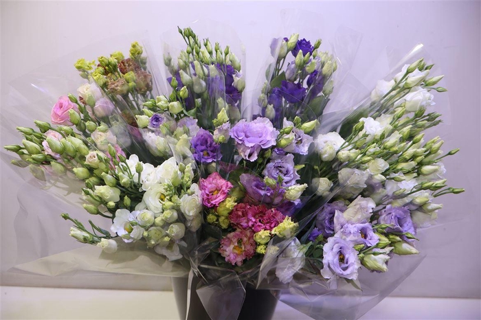 <h4>Eus G Gem In Fust X3</h4>