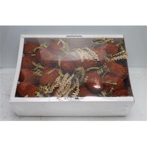 Banksia Speciosa Orange