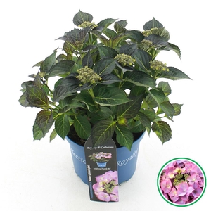 Hydrangea teller Royalty® 'Tiffany'® Paars C5 (23cm.) Kn.