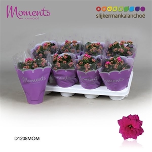 Kalanchoe Moments - Purple