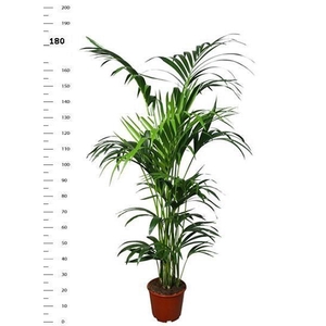 HOWEA FORSTERIANA