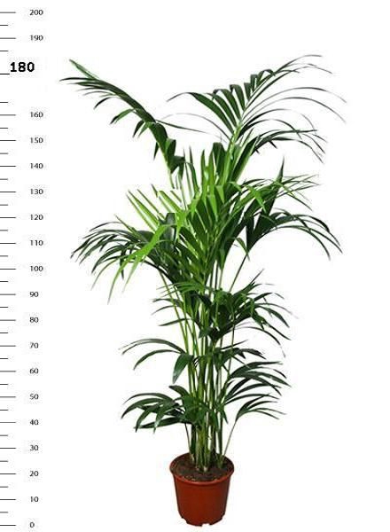 <h4>HOWEA FORSTERIANA</h4>