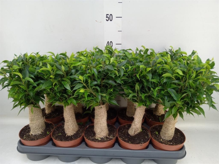 <h4>Ficus benja. 'Natasja'</h4>