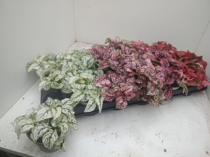 <h4>HYPOEST GEM</h4>