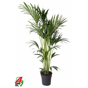 Howea Forsteriana(kentia) P24-150