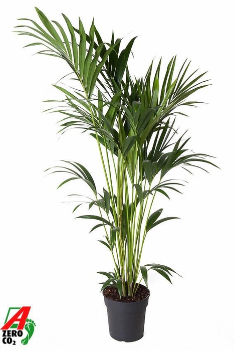 <h4>Howea Forsteriana(kentia) P24-150</h4>