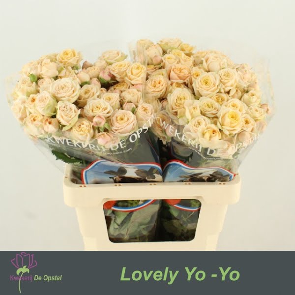 <h4>R Tr Lovely Yo-Yo Extra</h4>