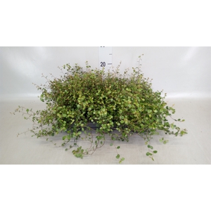 Muehlenbeckia com. 'Mao'ri'