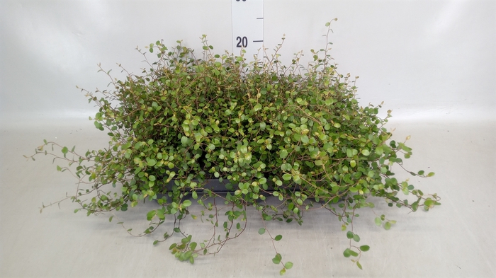 <h4>Muehlenbeckia com. 'Mao'ri'</h4>