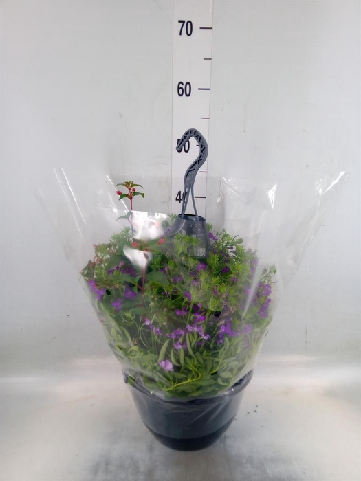 <h4>Hanging plant ...</h4>