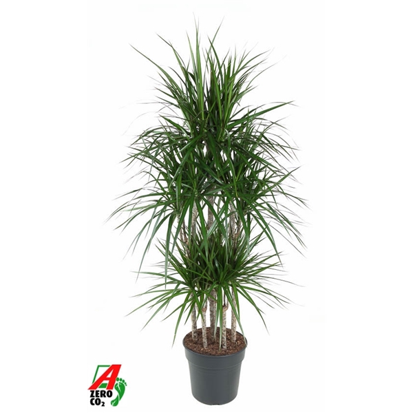 <h4>Dracaena Marginata 90-carrousel</h4>