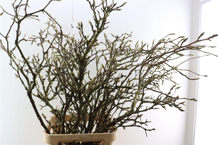 <h4>Magnolia Grandiflora Grillig 130cm P Stem X10</h4>