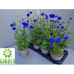 DELP GRANDIFLORUM