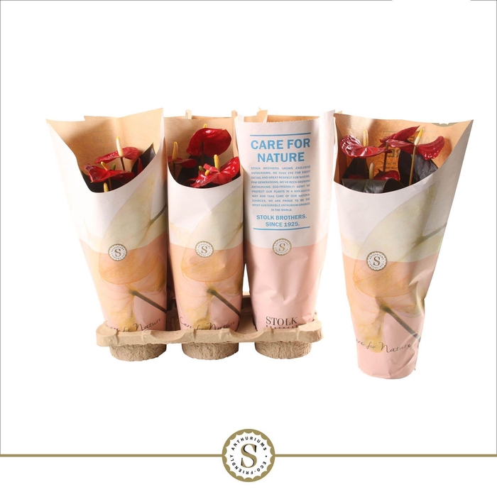 <h4>Anthurium Coral Champion 12cm in papieren hoes</h4>