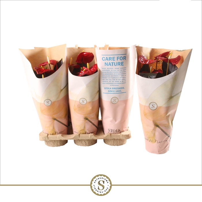 <h4>Anthurium Coral Champion 12cm in papieren hoes</h4>