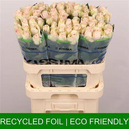 <h4>R Gr High & Bridal</h4>