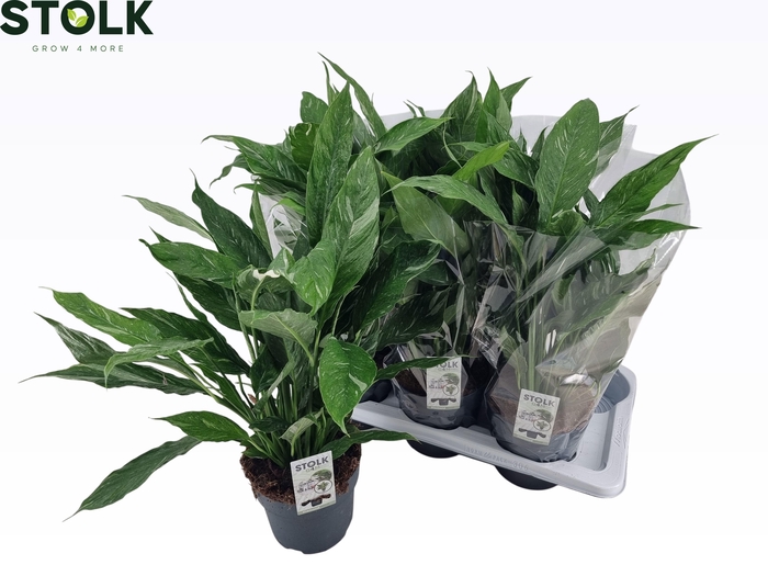 <h4>SPATH DIAMOND</h4>