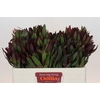 Leucadendron Saf Sunset Dark Red