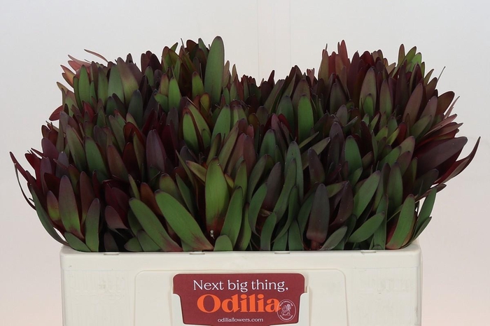 Leucadendron Saf Sunset Dark Red