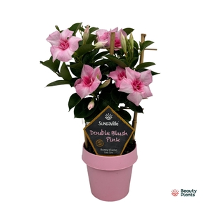 Mandevilla Sundaville Double Blush Pink op rek (Dipladenia)