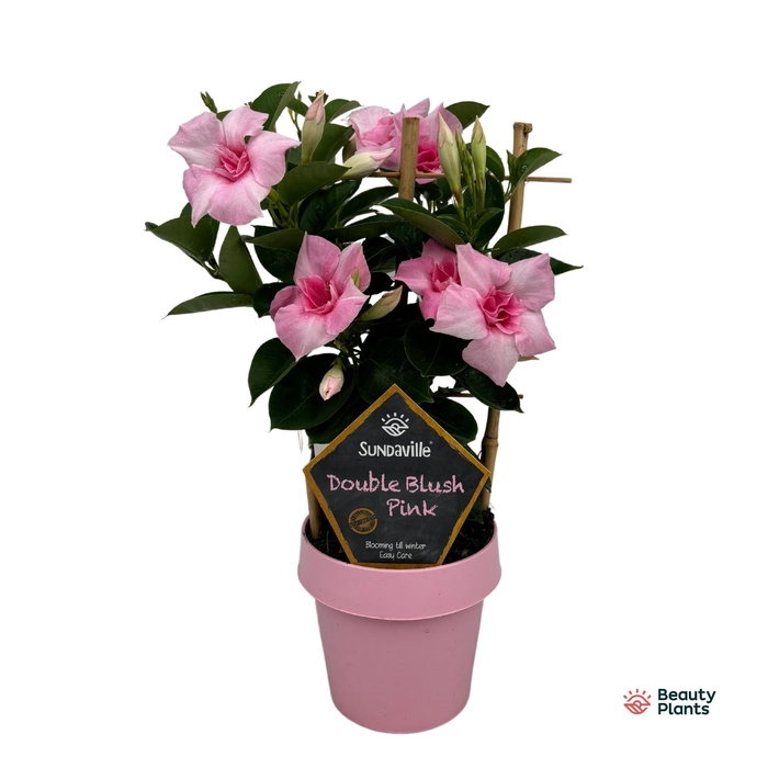 <h4>Mandevilla Sundaville Double Blush Pink op rek (Dipladenia)</h4>