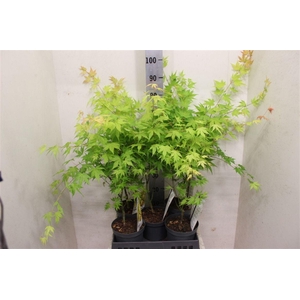 Acer palmatum 'Orange Dream'
