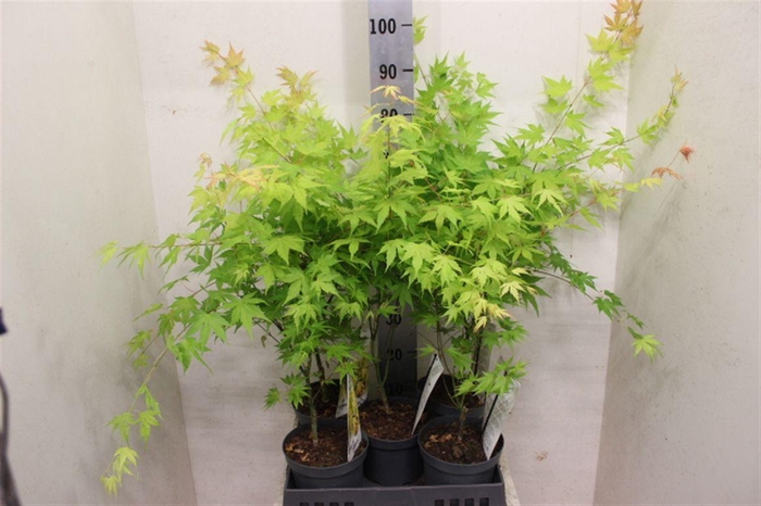 <h4>Acer palmatum 'Orange Dream'</h4>