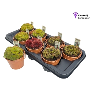 ARR SEMPERVIVUM