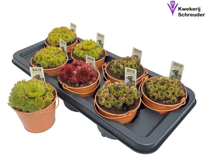 <h4>ARR SEMPERVIVUM</h4>