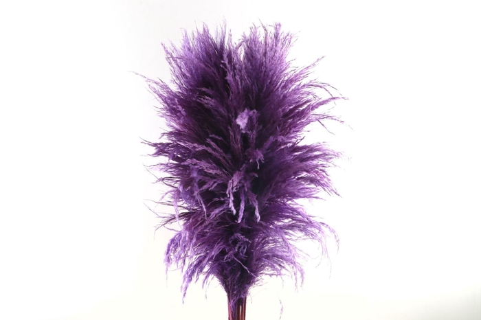 Cortaderia Lilac