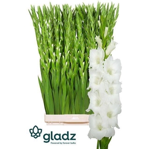 GLADIOLUS GR 'NOVA ZEMBLA' white
