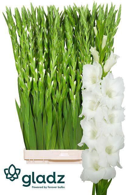 <h4>GLADIOLUS GR 'NOVA ZEMBLA' white</h4>