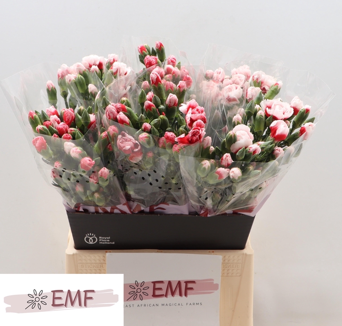 <h4>Di Tr Swing</h4>