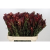 Leucadendron Safari Sunset