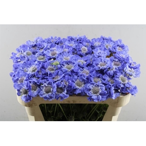 Scab C Staefa Blauw