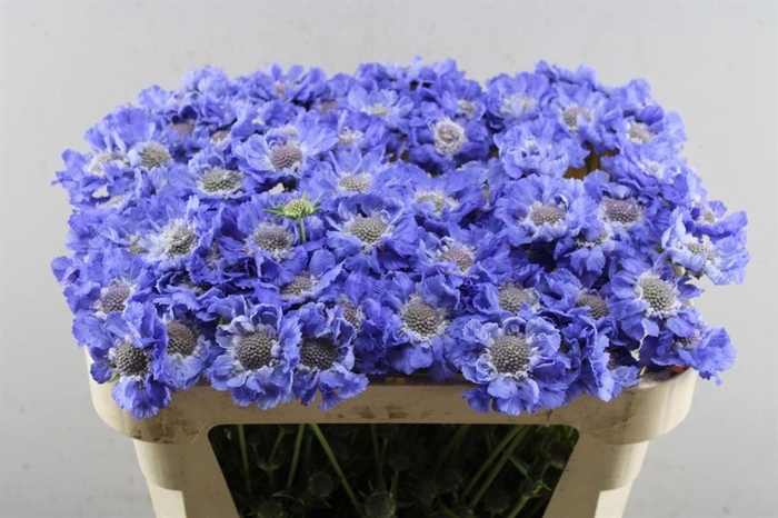 <h4>Scab C Staefa Blauw</h4>