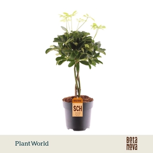 Schefflera Compacta
