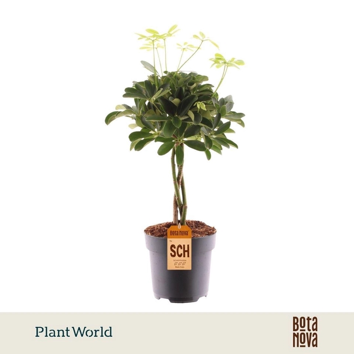 <h4>Schefflera Compacta</h4>