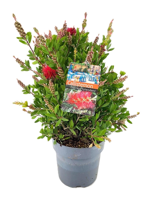 <h4>Callistemon laevis</h4>