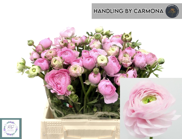 <h4>RAN EL PINK</h4>