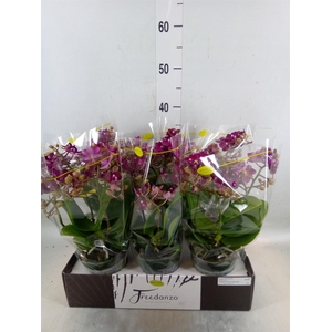 Phalaenopsis multi.   ...red